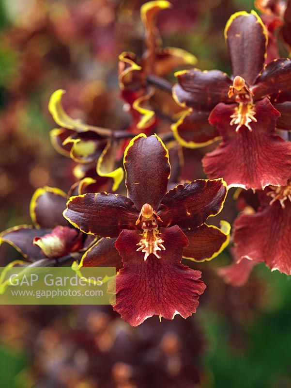 Odontoglossum Colmanara 'Bob Cat', an evergreen orchid hybrid. Indoor plant.