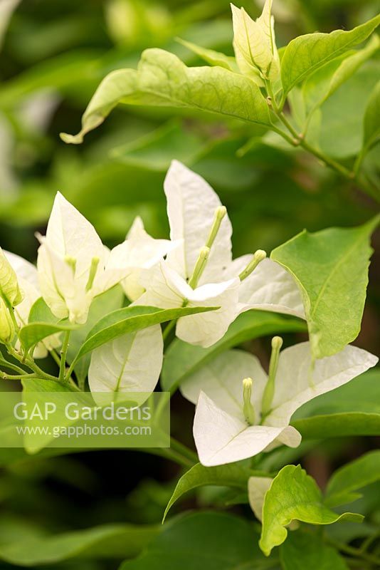 Bougainvillea Singapore White, a thornless plant shrubby and compact variety with white bracts.