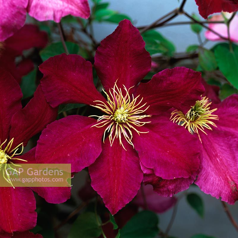 Clematis Niobe, a deep pinkish red, large flowered variety flowering in early summer.