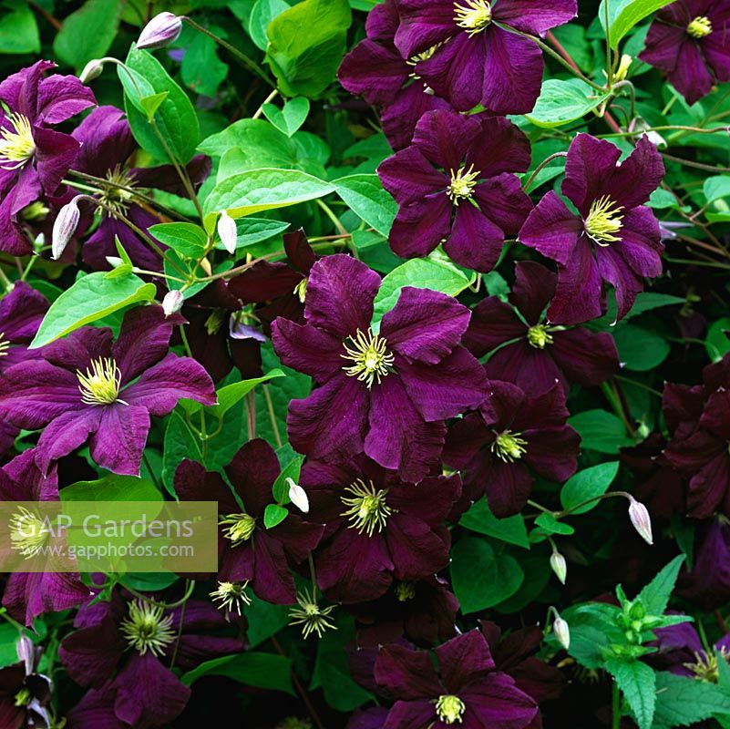 Clematis Etoile Violette, climber bearing single, nodding, saucer-shaped purple flowers with violet highlights, gold anthers, 7cm across. Flowers summer - autumn.