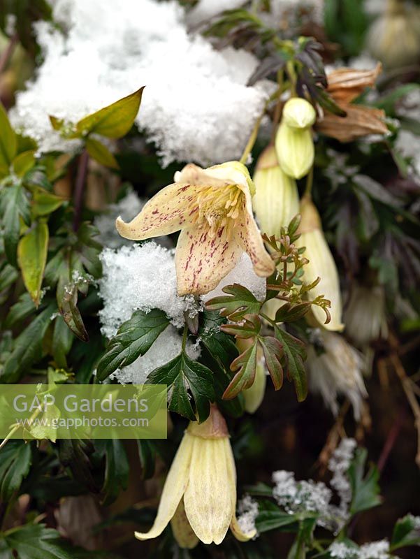 Clematis cirrhosa var. balearica, a winter flowering climber producing scented cream flowers with maroon freckles.