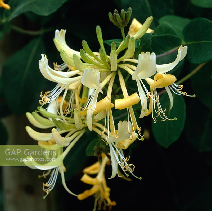 Lonicera periclymenum Graham Thomas, common honeysuckle, a deciduous, vigorous climber with fragrant flowers in summer.