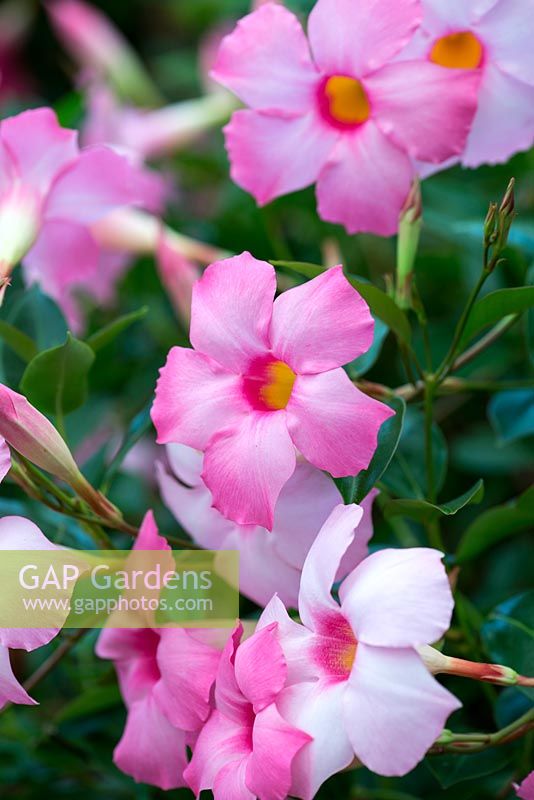 Mandevilla Sundaville 'Pretty Pink Blush', a compact variety perfect for containers.