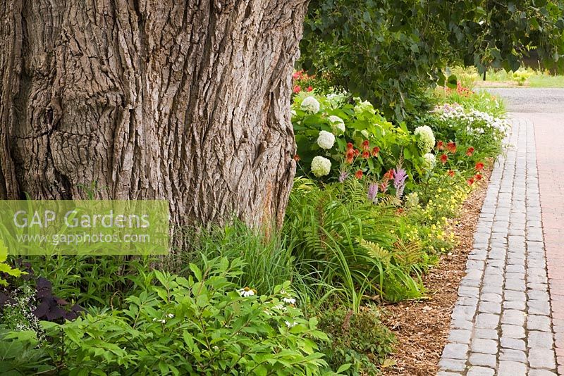 Paving stone alley next to border with large Populus deltoides - Poplar tree trunk and white Hydrangea arborescens 'Annabelle', yellow Oenothera 'Lemon Drops', red Echinacea 'Hot Papaya' - Coneflowers in private front yard country garden in summer, Quebec, Canada