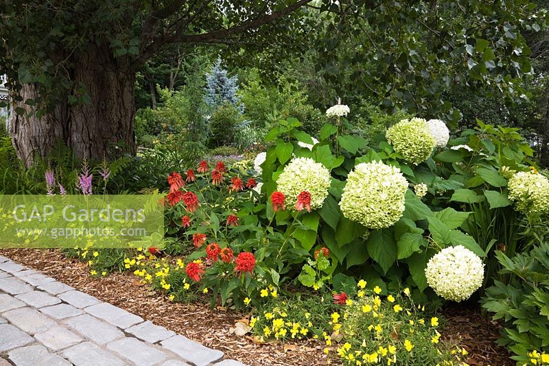 Border with large Populus deltoides - Poplar tree trunk and white Hydrangea arborescens 'Annabelle', yellow Oenothera 'Lemon Drops', red Echinacea 'Hot Papaya' - Coneflowers in private front yard country garden in summer, Quebec, Canada