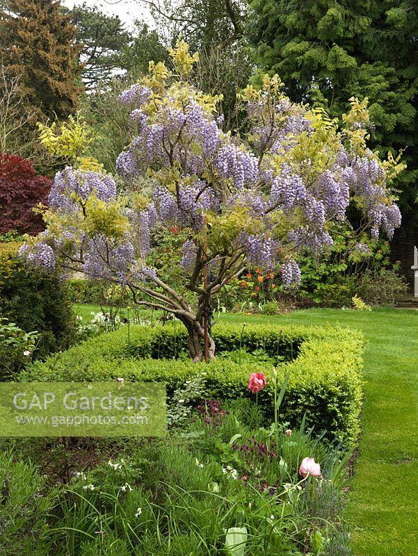 Wisteria x formosa in bed enclosed in low box hedge and edged in tulips.
