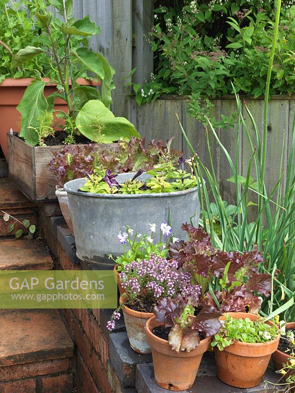 Onions, thyme, viola and lettuce in pots by steps. Alys Fowler's 18m x 6m, organic garden. Productive and pretty, a mix of fruit, herbs, flowers and vegetables thrive. 