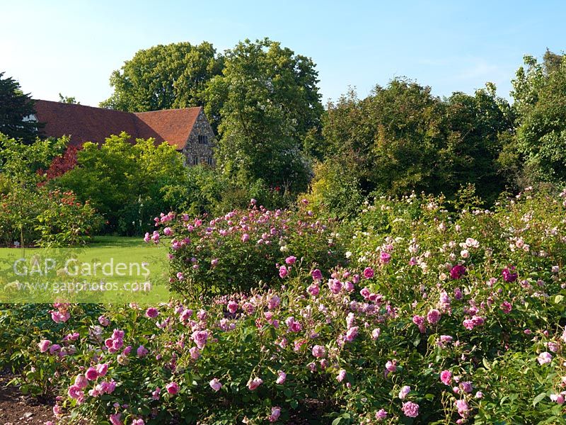 A large country garden filled with fragrant old-fashioned roses.