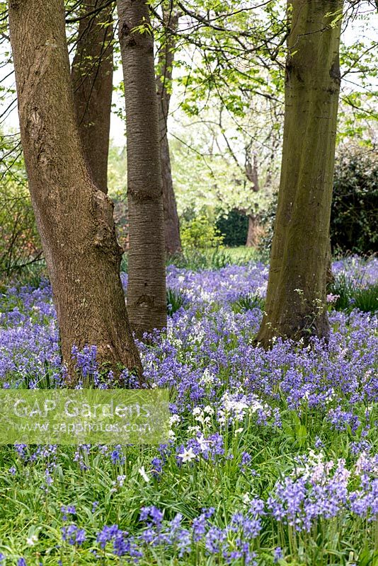 Woodland carpeted in spring Spanish bluebells, in April.