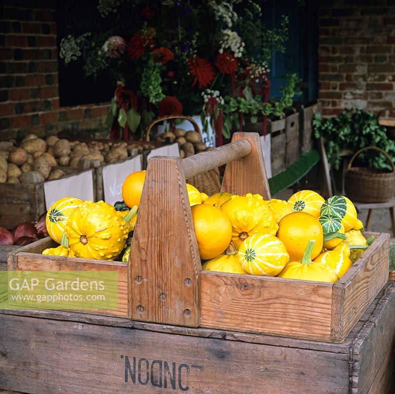 Organic fresh vegetables from organic kitchen garden in autumn. Gourds in trug. Behind,  Picasso, Charlotte and Nicola potatoes and dahlias.