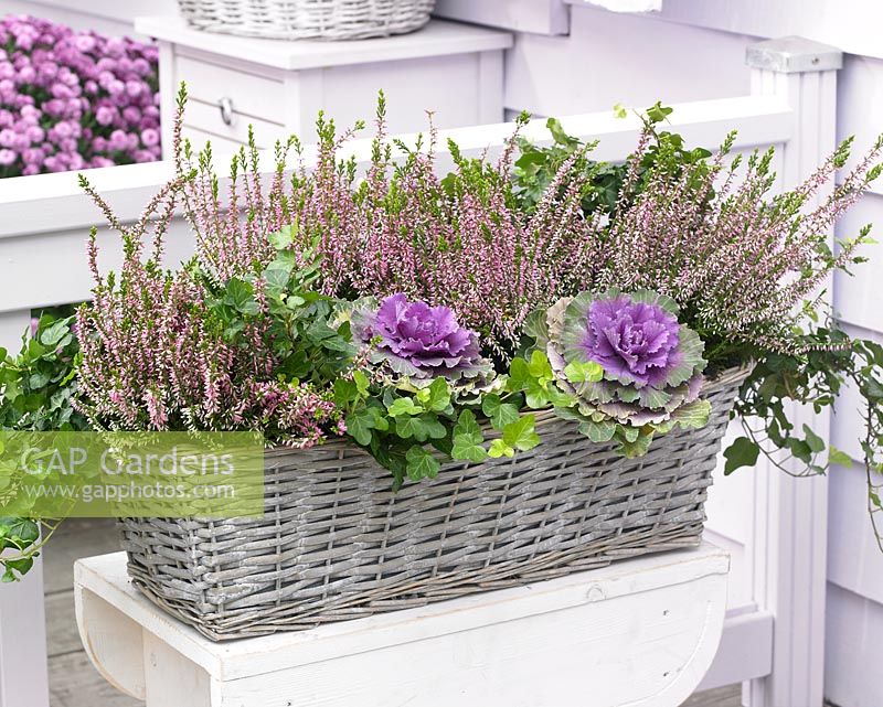 Autumn container with Brassica oleracea and Calluna vulgaris 'Anette'