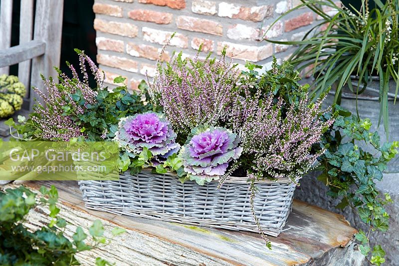 Autumn container with Brassica oleracea -ornamental cabbage and Calluna vulgaris 'Anette' 
