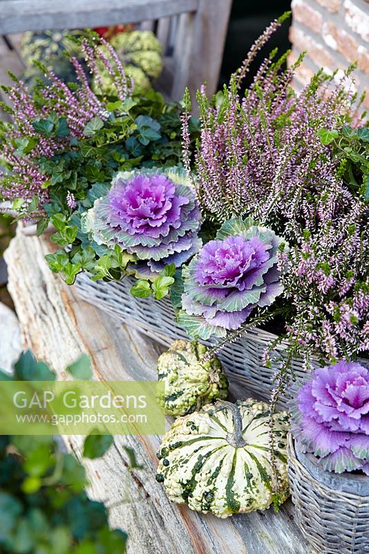 Mixed autumn container