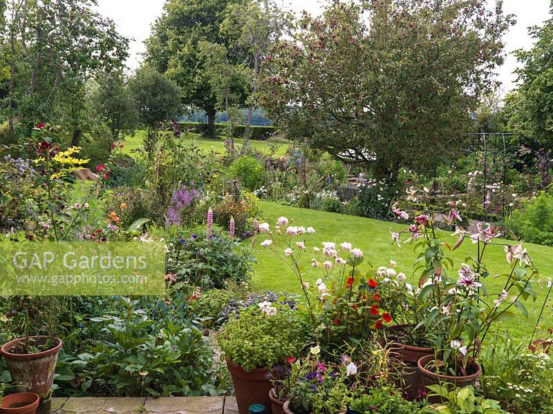 View from terrace over roses and lilies to country garden with beds of cosmos, Verbena bonariensis, helianthus, lythrum, achillea, sedum, delphinium, buddleija, penstemon. Apple tree.