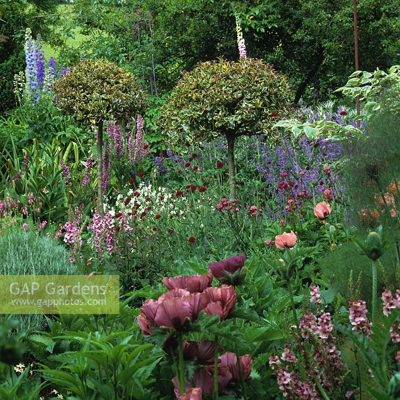 Mixed early summer beds and holly topiary