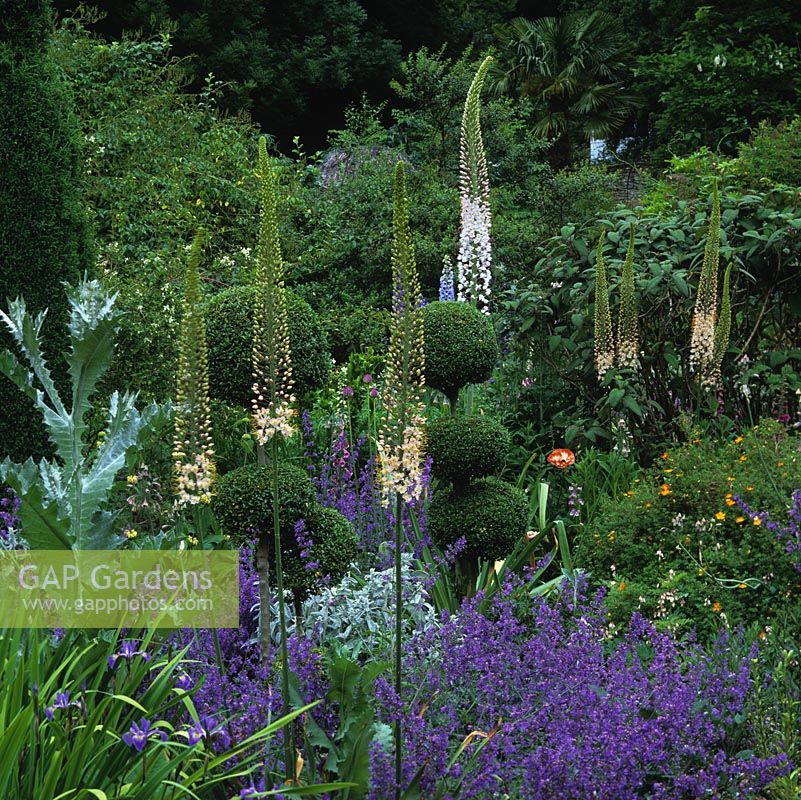 Early summer beds of Eremurus robustus above Nepeta Six Hills Giant, box and holly topiary, nectaroscordum, poppy and clematis.