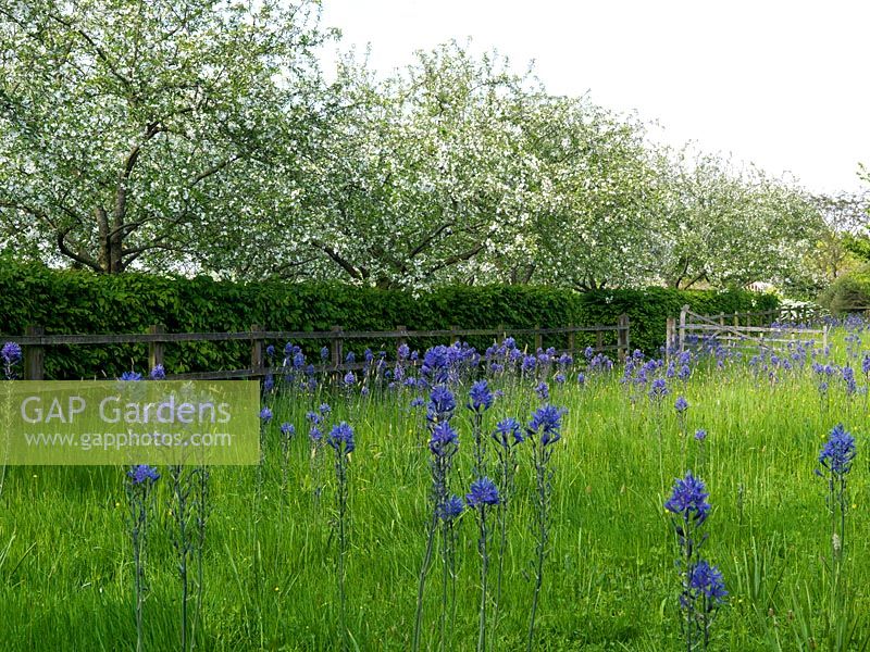 Flower meadow with crocuses, snakes head fritillaries, followed by tall, blue quamash - Camassia leichtlinii Caerulea Group. Behind crab apples in blossom.
