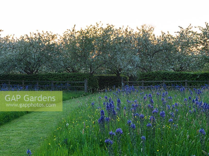 Flower meadow with crocuses, snakes head fritillaries, followed by tall, blue quamash - Camassia leichtlinii Caerulea Group. Behind crab apples in blossom.
