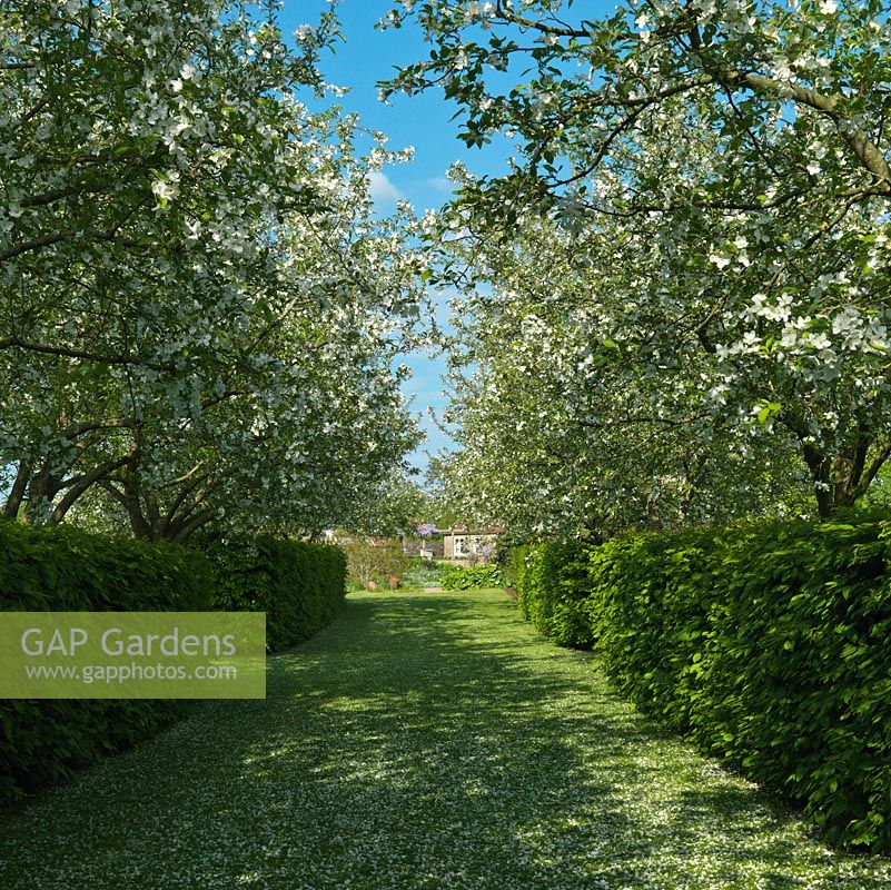 Wide grass path between beech hedges and an avenue of crab apple trees in full blossom - Malus x robusta Red Sentinel - flanks meadow