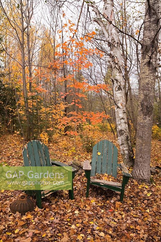 Two old green painted wooden adirondack chairs in a deciduous tree forest of Acer and Betula in backyard country garden.  Laurentians, Quebec, Canada