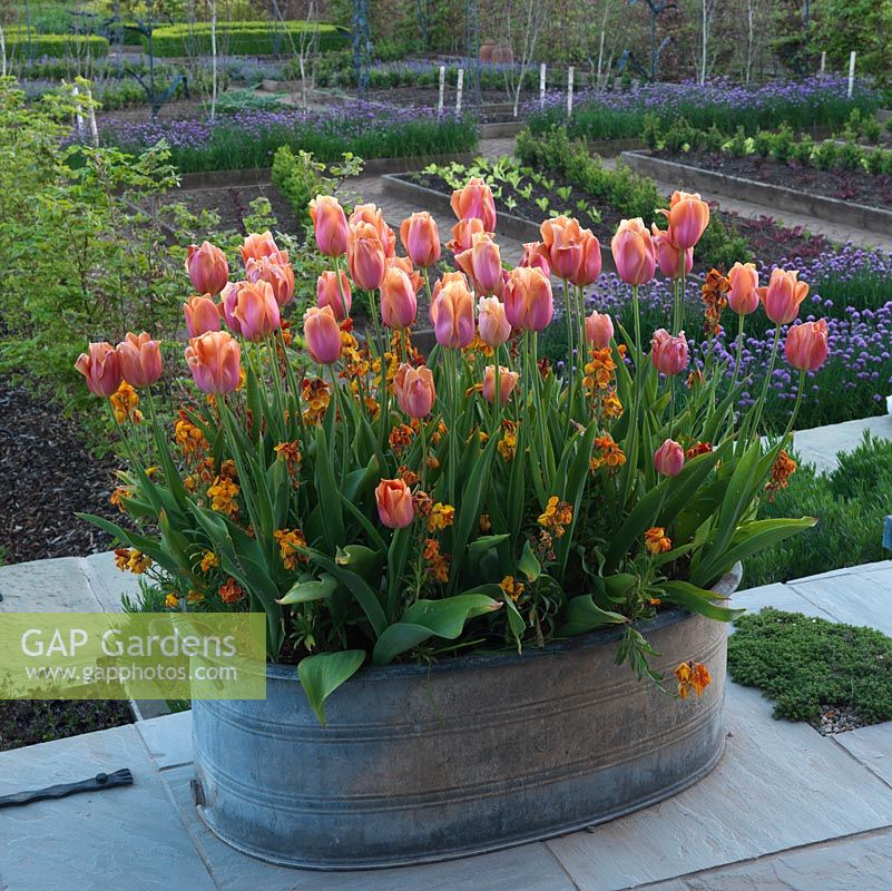 Galvanised tub of orange wallflowers with Tulipa 'Orange Emperor'. Chives flowering in the potager behind.