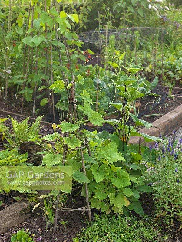 Courgettes trained up wigwam in vegetable patch. Behind, cabbage and beans.