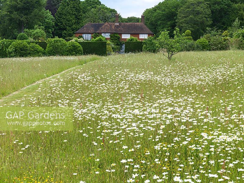 Wildflower meadow of ox-eye daisies, crossed via a mown grass path, leads to gate and garden, forming a lovely view from the house above.