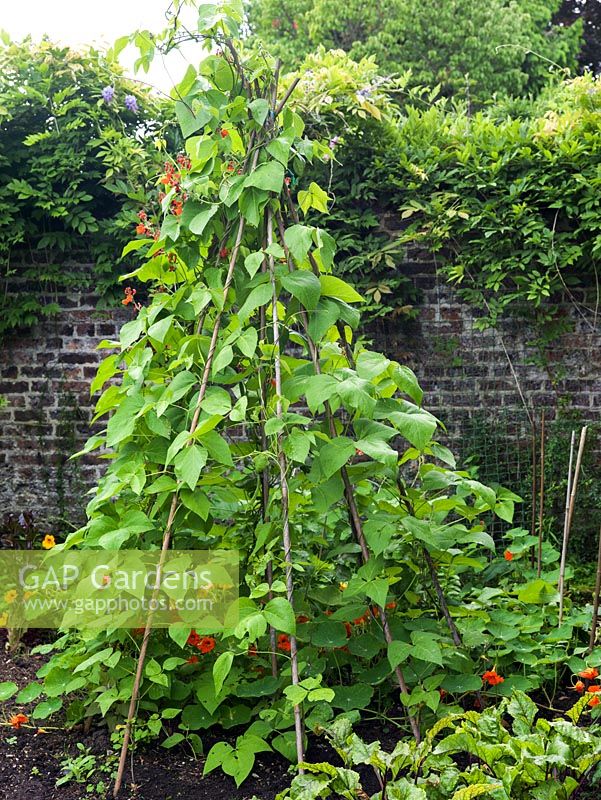 A runner bean wigwam in a sheltered vegetable plot. Nasturtiums are planted as a companion to attract harmful insects away from the edible crop.