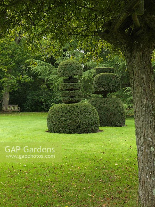 Decades old yew topiary pieces, glimpsed from beneath canopy of Japanese crab apple tree.