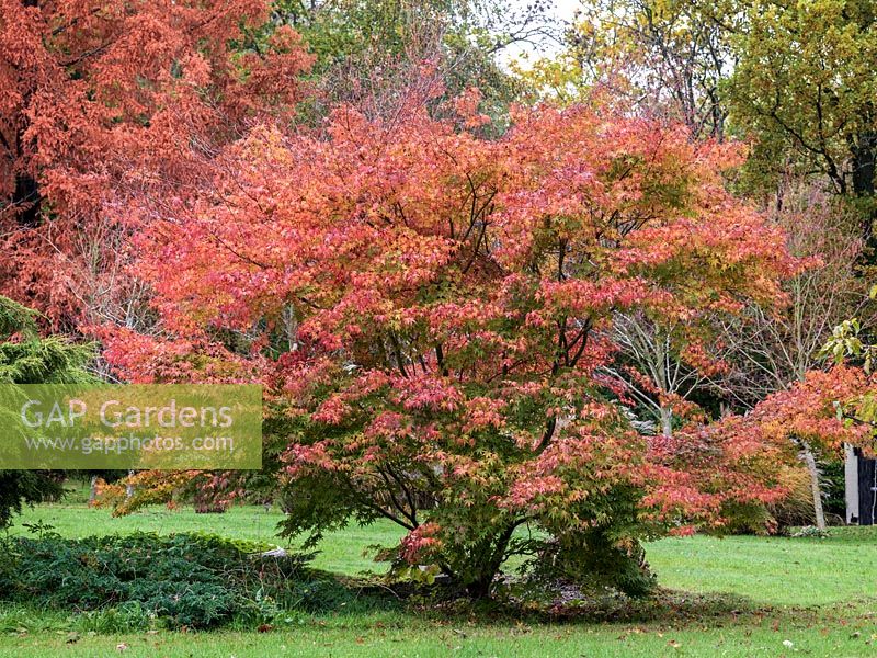 Acer palmatum - Amoenum Group - 'Osakazuki'. Brilliant red in autumn.