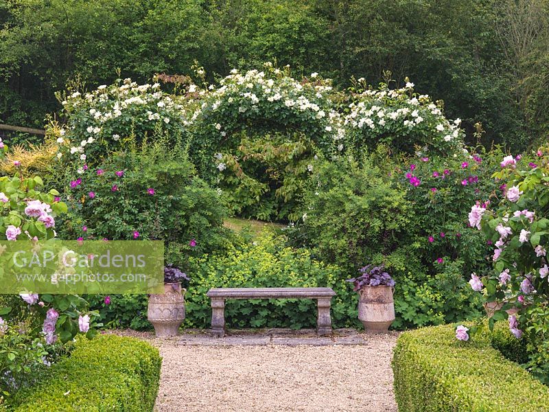 Rose Garden framed by moongate swathed in Rosa City of York. Box-edged beds of roses. Stone seat backed by Alchemilla mollis, flanked by pots of purple heuchera.