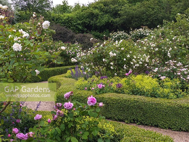 Rose Garden. Box-edged beds of roses - Comte de Chambord, Prosperity, Felicia. Underplanted with Alchemilla mollis, Allium cristophii, camint.