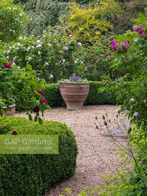 Rose Garden. Glimpse between box-edged beds of roses - Comte de Chambord, Prosperity, Felicia - to Greek pot.