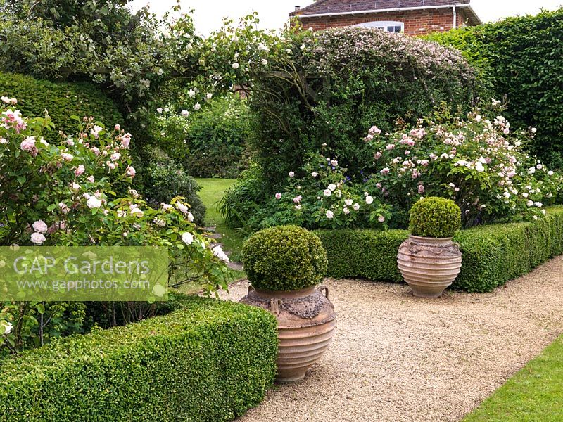 Entrance to Rose Garden beneath arch of Rosa 'Mdme Alfred Carriere'. Path passes between box edged beds of roses - 'Prosperity', 'Felicia', 'Mdme Hardy'. Box balls in Greek pots.