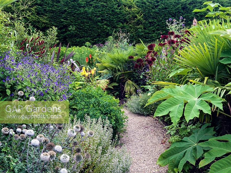 A narrow path running through mixed tropical borders planted with Echinops, Persicaria, Tetrapanax, Dahlia, Kniphofia and Trachycarpus, with a tall protective hedge behind.