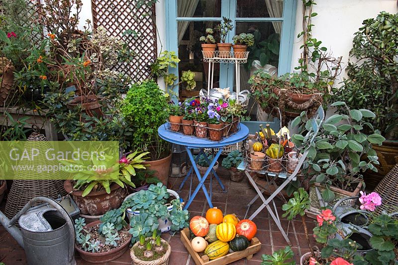 A gardeners conservatory with freshly harvested squash, gardening tools and sheltering tender plants.