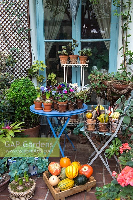 A gardeners conservatory with freshly harvested squash, gardening tools and sheltering tender plants.