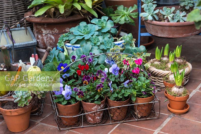 Violas, Aeonium and emerging bulbs sheltered in a conservatory.