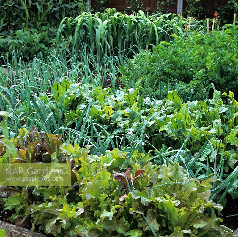 Vegetable patch in raised beds. Neat rows of lettuce, beetroot, leek, carrot, parsnip and bean.