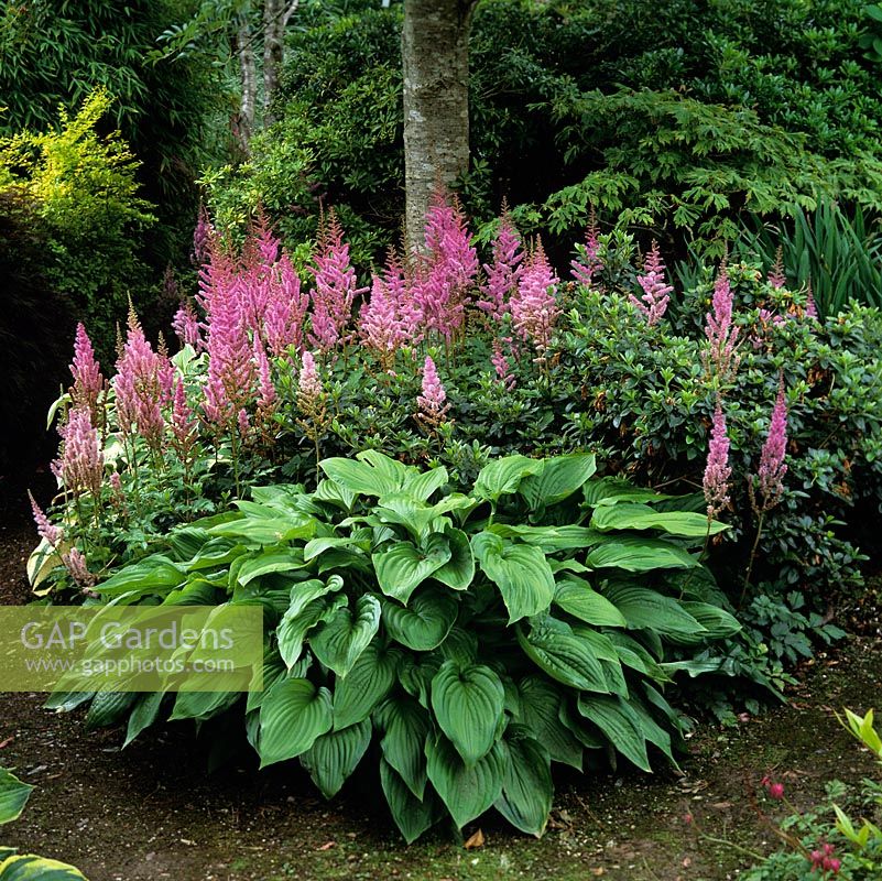 Woodland area with astilbe and hosta thriving in shade of trees.