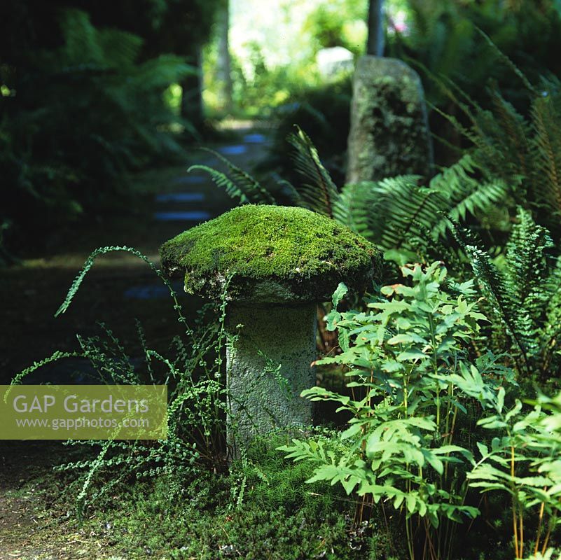 Shady fernery has old, mossy staddle stone.