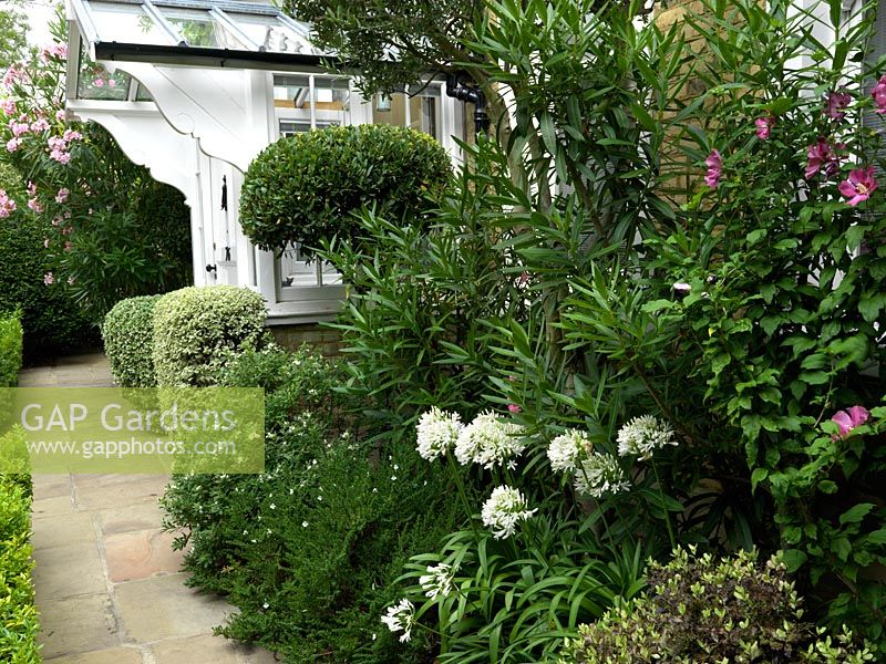 A front garden border with topiarised evergreens, Oleander with Agapathus and Hibiscus flowers.