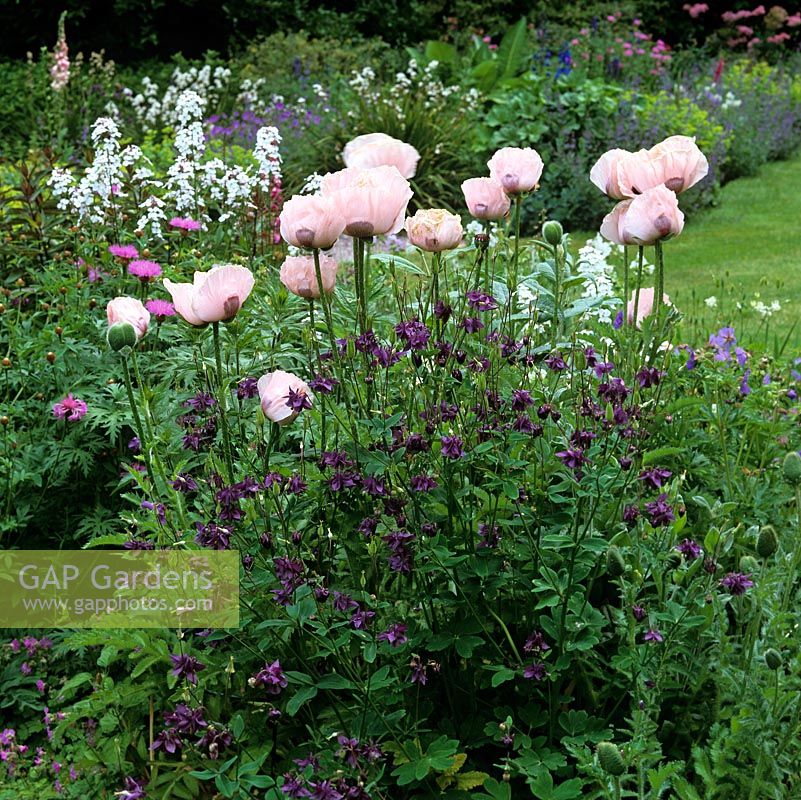 Papaver orientalis 'Charming' in mixed border 
