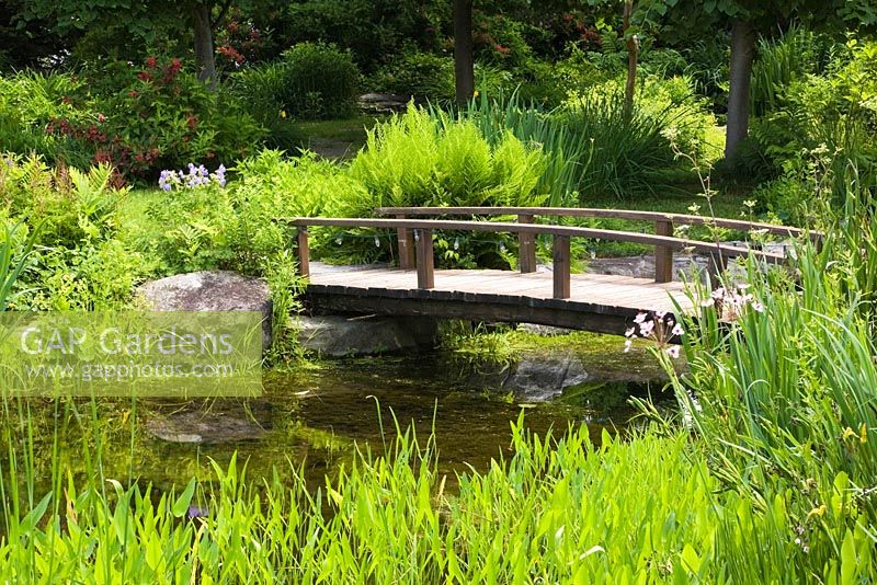 Brown wooden footbridge over pond with Pontederia cordata - Pickerel Weed and Typha latifolia - Common Cattails in backyard country garden in summer, Quebec, Canada