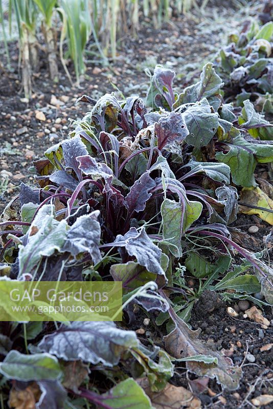 Beta vulgaris - 'Detroit 2 Crimson Globe' Frosted beetroot on vegetable plot