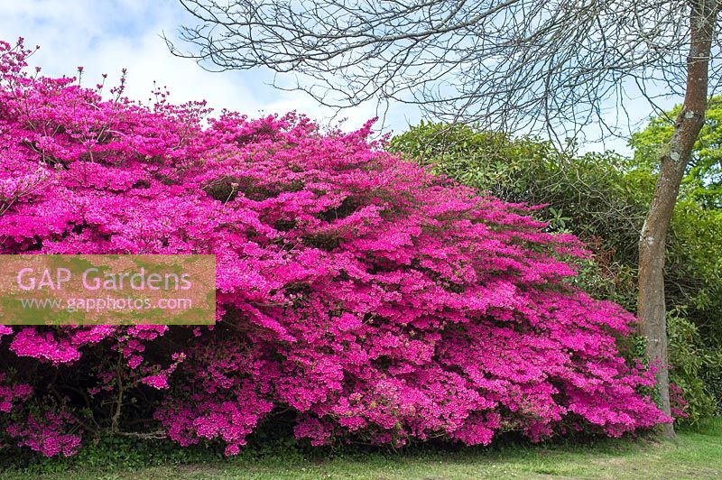 Rhododendron mollis - Clyne Gardens Swansea 