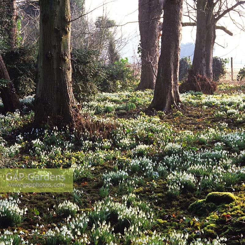 In early morning winter sun, woodland carpeted with moss, snowdrops - Galanthus nivalis, G. nivalis Flore Pleno and winter aconites - Eranthis hyemalis