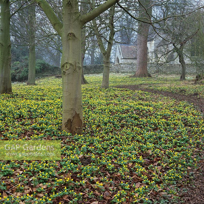 Winter aconites - Eranthis hyemalis naturalised beneath chestnut and birch, and sprinkled with snowdrops - Galanthus nivalis. Behind, ancient parish church of Little Ponton.