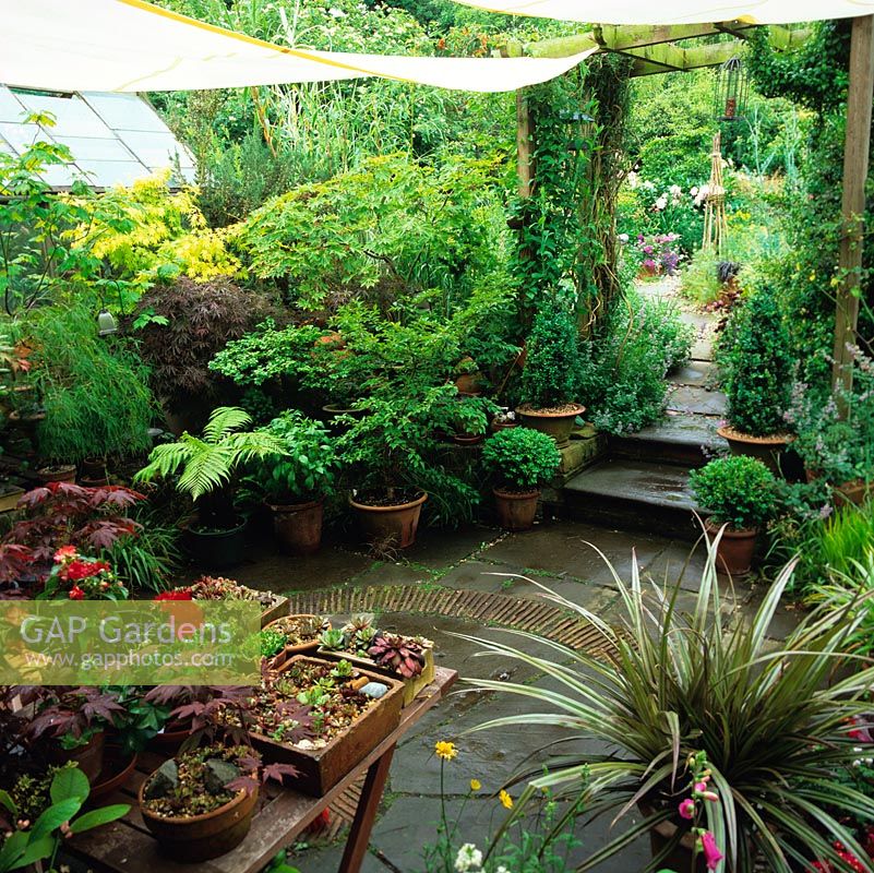 Sail hung above patio collects rainwater and shades a collection of acers in pots.  Succulents in pots on table. Arch frames view of gravel garden. Box topiary in pots by steps.