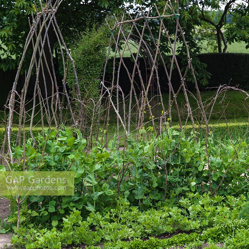 Twig framework ready for runner beans and peas in vegetable garden.